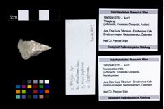 Foto (Objekt + Etikett) von Mundopsidae indet.  (NHMW-GEO-1990-0041-2732)
